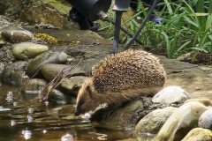 a little visitor at the pond